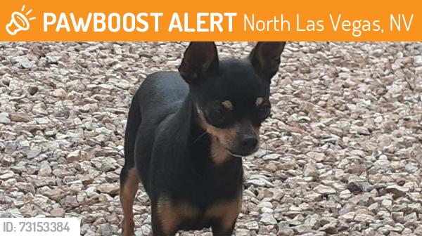 Found/Stray Male Dog last seen N. Decatur & W. Gowan, North Las Vegas, NV 89032