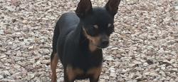 Found/Stray Male Dog last seen N. Decatur & W. Gowan, North Las Vegas, NV 89032