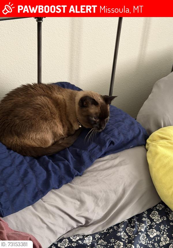 Lost Female Cat last seen Rodgers St and N Dickens St, Missoula, MT 59802