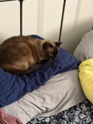 Lost Female Cat last seen Rodgers St and N Dickens St, Missoula, MT 59802