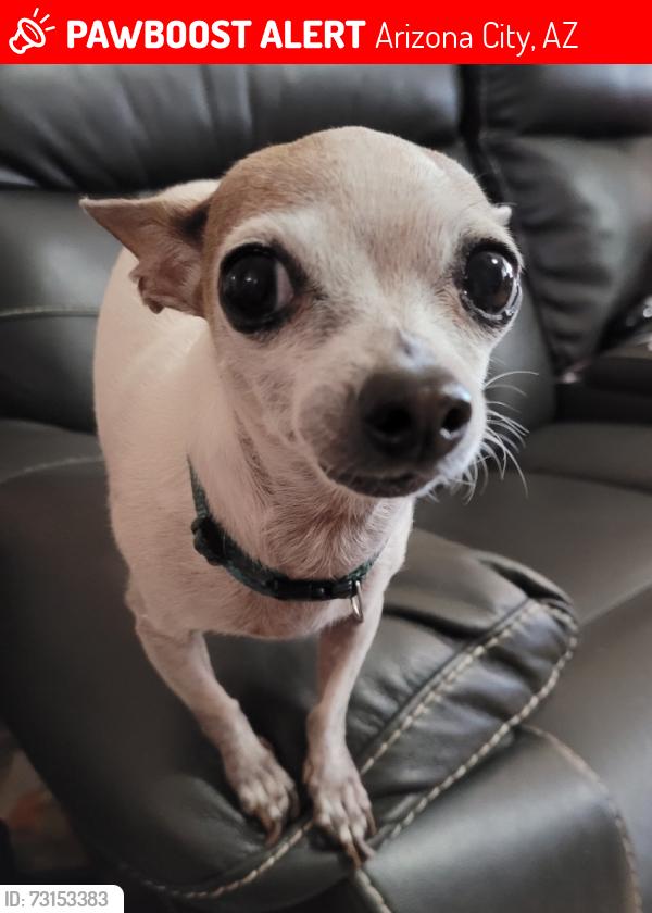Lost Female Dog last seen Reef and Magdalena, Arizona City, AZ 85123