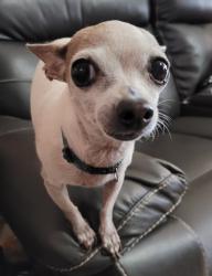 Lost Female Dog last seen Reef and Magdalena, Arizona City, AZ 85123
