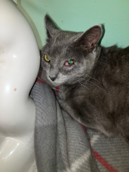 Lost Female Cat last seen Lodi Vet, Portage, WI 53901