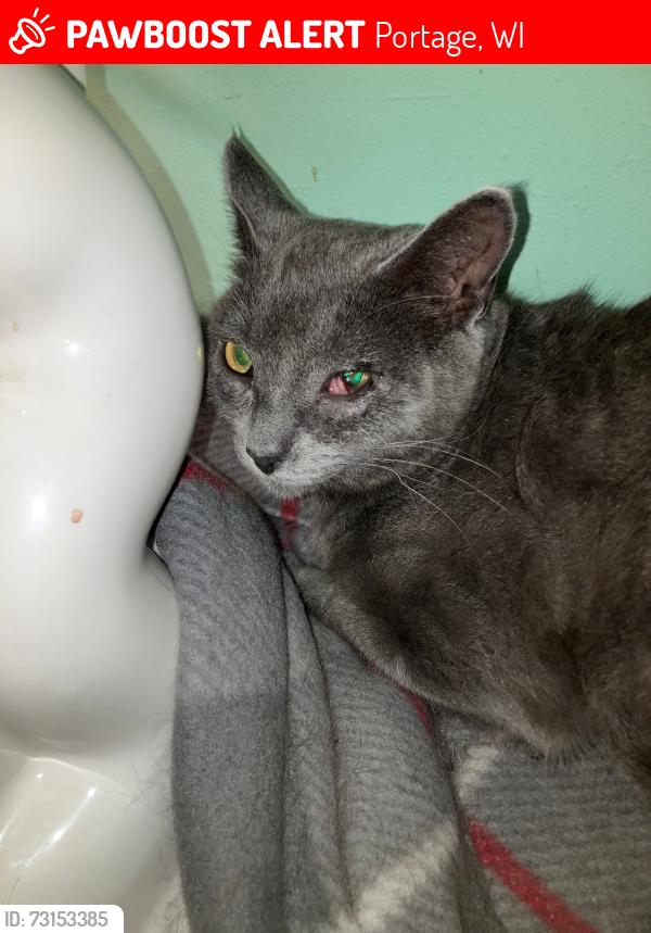 Lost Female Cat last seen Lodi Vet, Portage, WI 53901