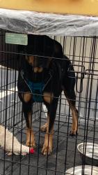 Shelter Stray Female Dog last seen 4555-23H WASHINGTON RD, South Fulton,, 1251 Fulton Industrial Blvd NW, Atlanta, GA 30336, USA