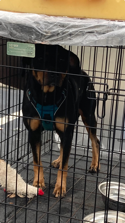 Shelter Stray Female Dog last seen 4555-23H WASHINGTON RD, South Fulton,, 1251 Fulton Industrial Blvd NW, Atlanta, GA 30336, USA