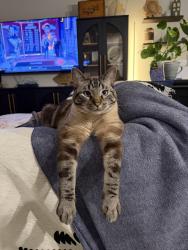 Lost Male Cat last seen Trailblazer Loop and Highway 6, Mandan, ND 58554