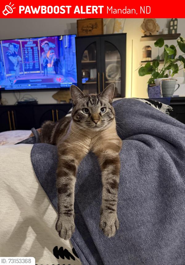 Lost Male Cat last seen Trailblazer Loop and Highway 6, Mandan, ND 58554