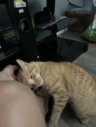 Found/Stray Male Cat last seen Southcrest Recreation Center, San Diego, CA 92113