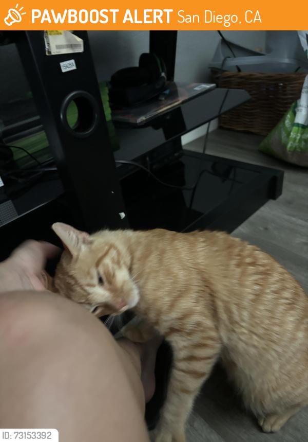 Found/Stray Male Cat last seen Southcrest Recreation Center, San Diego, CA 92113
