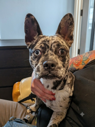 Found/Stray Male Dog last seen 7th and Mandela Oakland, Ca, Oakland, CA 94607
