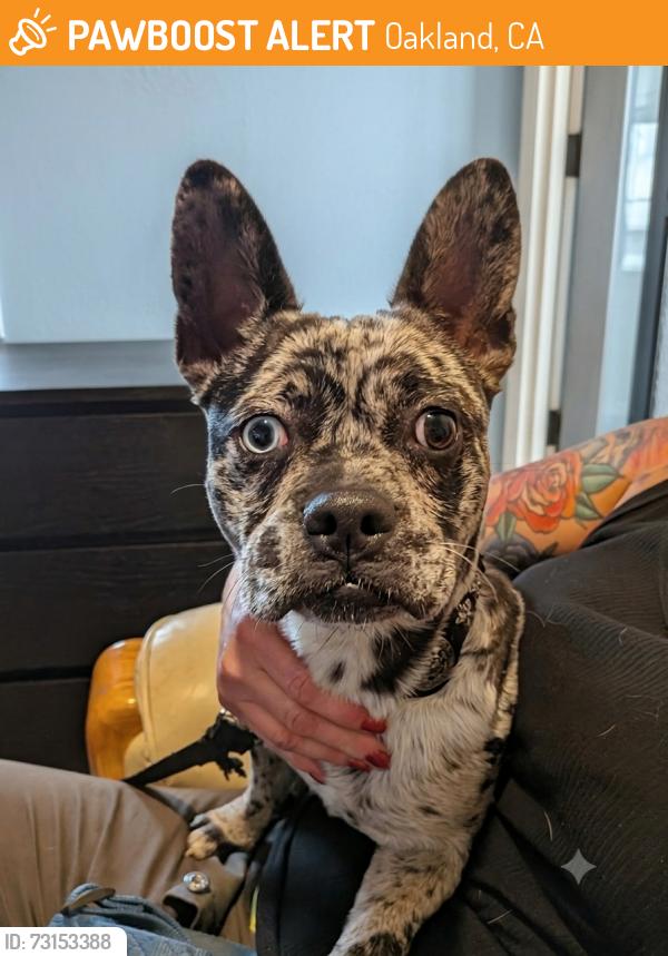 Found/Stray Male Dog last seen 7th and Mandela Oakland, Ca, Oakland, CA 94607