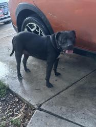 Found/Stray Male Dog last seen Boatman and Ackerman, San Antonio, TX 78219