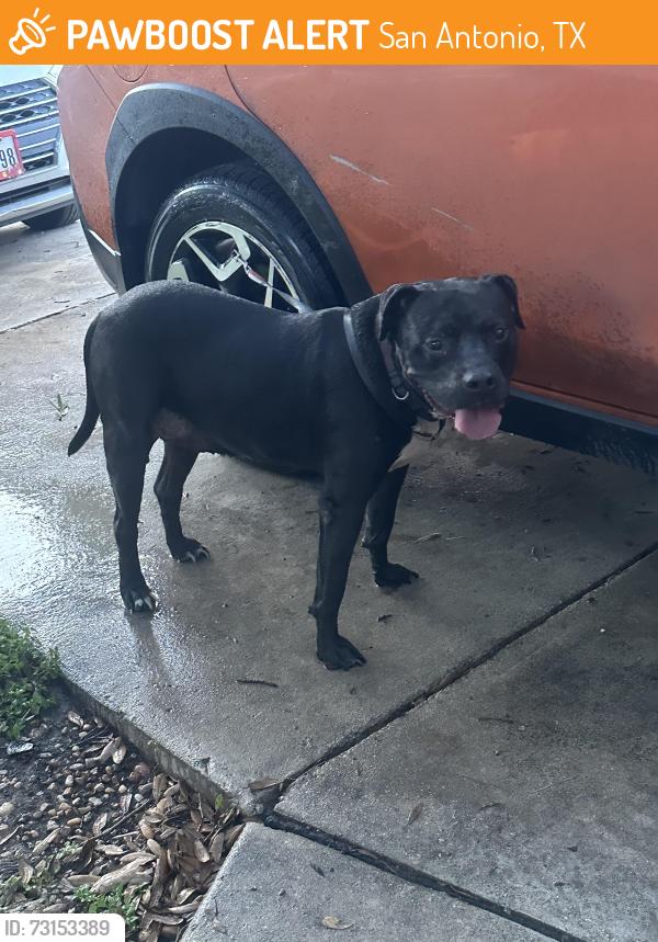 Found/Stray Male Dog last seen Boatman and Ackerman, San Antonio, TX 78219