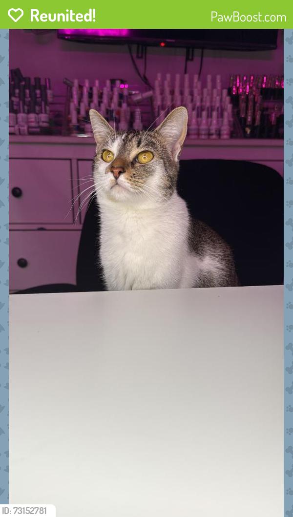 Reunited Female Cat last seen Melville St, Bronx, NY 10460, USA, The Bronx, NY 10460