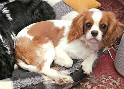 Reunited Female Dog last seen Greentop Rd., Warren Rd., Greenside Dr., Cockeysville Middle School, Cockeysville, MD 21030