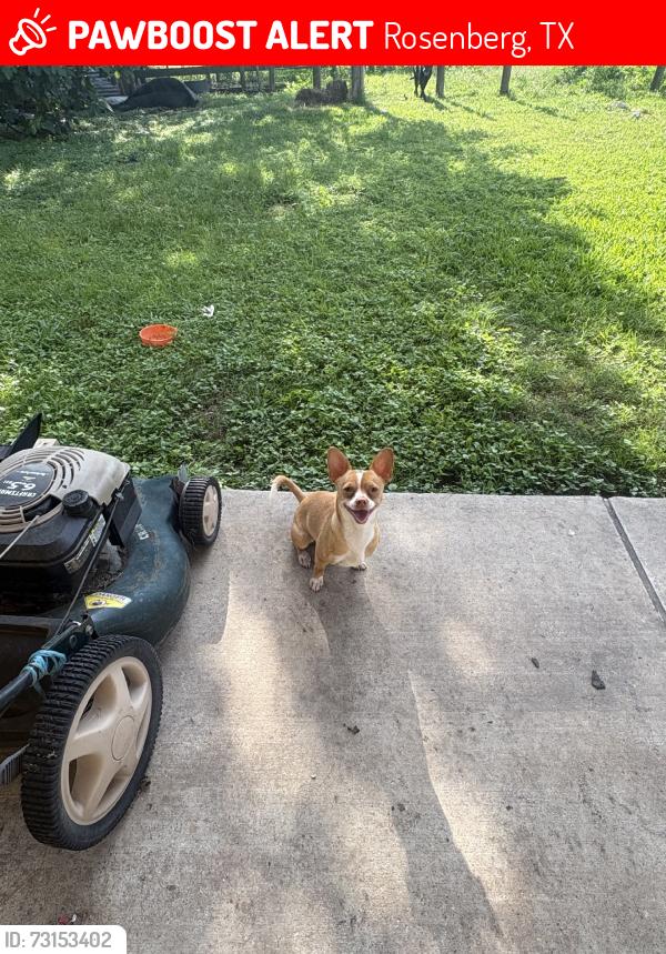 Lost Male Dog last seen elm st and walnut ave, Rosenberg, TX 77471