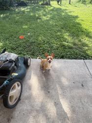 Lost Male Dog last seen elm st and walnut ave, Rosenberg, TX 77471