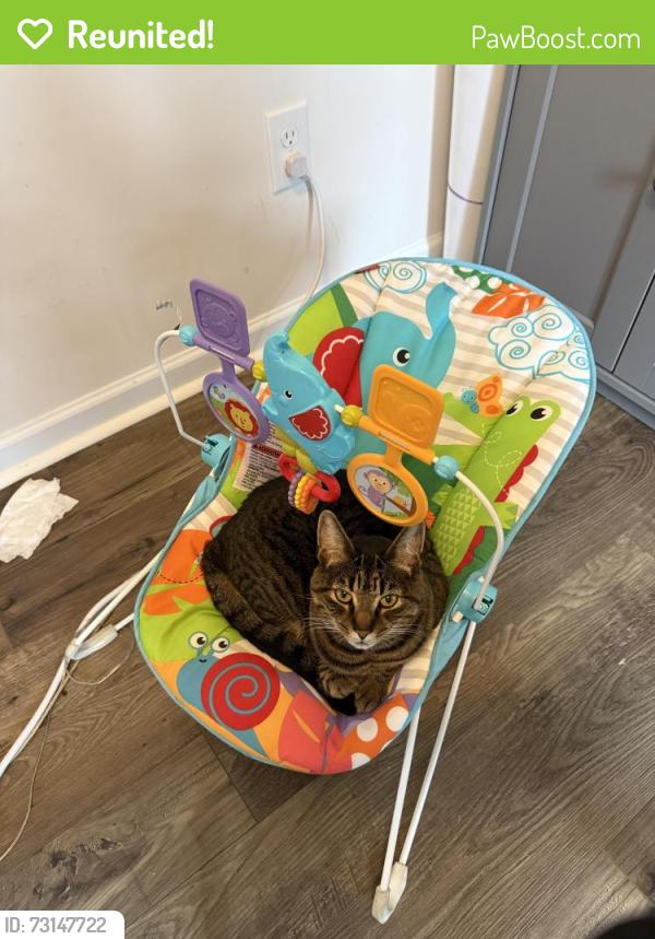 Reunited Female Cat last seen Near Aryshire Green Ct, Charlotte NC 28273, Charlotte, NC 28273
