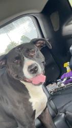 Reunited Female Dog last seen Near z Richmond, Wichita, KS 67213