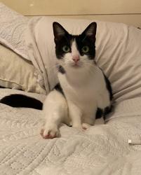 Lost Female Cat last seen Brown/carey rd, Baker, LA 70714