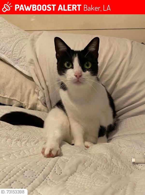 Lost Female Cat last seen Brown/carey rd, Baker, LA 70714