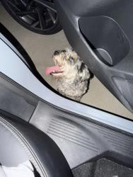 Found/Stray Male Dog last seen Not sure, Nashville, TN 37209