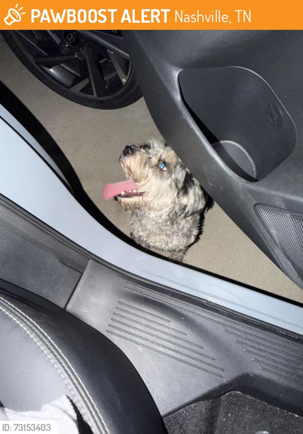 Found/Stray Male Dog last seen Not sure, Nashville, TN 37209