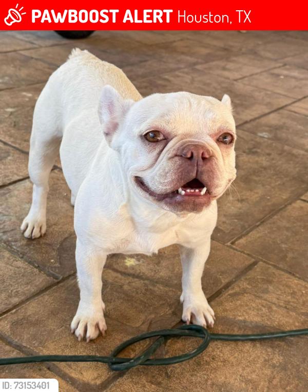 Lost Female Dog last seen Near Radcliffe and Glenview Dr 77017, Houston, TX 77017