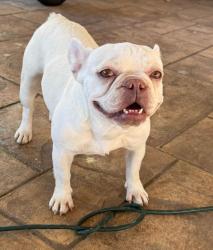 Lost Female Dog last seen Near Radcliffe and Glenview Dr 77017, Houston, TX 77017