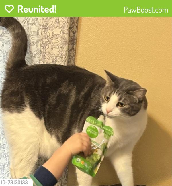 Reunited Female Cat last seen Buchanan and Fessenden, Portland, OR 97203