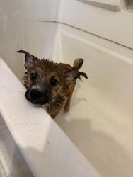 Lost Male Dog last seen Kenilworth Ave Kenwood Ave Richmond Ave, Dayton, OH 45405