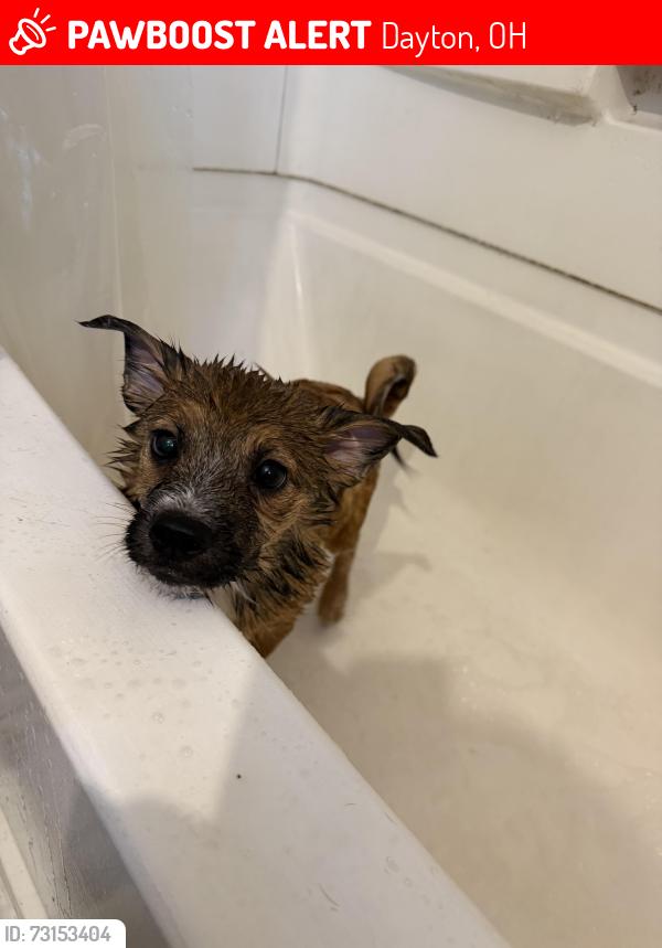 Lost Male Dog last seen Kenilworth Ave Kenwood Ave Richmond Ave, Dayton, OH 45405