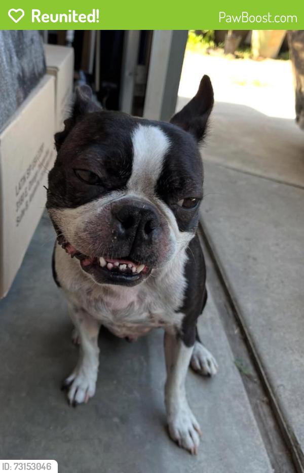 Reunited Male Dog last seen Anaheim blvd & la Palma, Anaheim, CA 92805