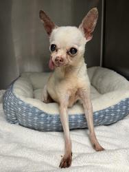 Shelter Stray Female Dog last seen Near S Urban Corner Cove, MURRAY CITY, UT, 84107, 511 W 3900 S, Salt Lake City, UT 84123, USA