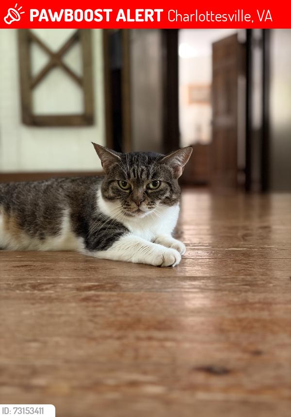 Lost Female Cat last seen Whittington, Charlottesville, VA 22903