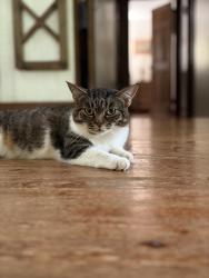 Lost Female Cat last seen Whittington, Charlottesville, VA 22903