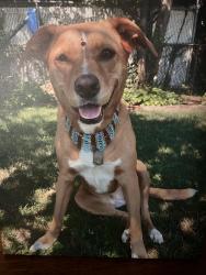 Lost Female Dog last seen Diane st and Lucille ct, Elmont, NY 11003