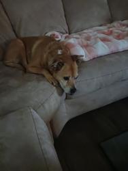 Reunited Female Dog last seen Highway 70 Brahman Road, Doña Ana County, NM 88011