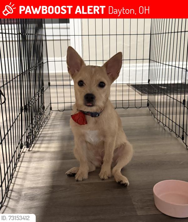 Lost Female Dog last seen Kenilworth Ave Kenwood Ave Richmond Ave, Dayton, OH 45405
