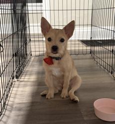 Lost Female Dog last seen Kenilworth Ave Kenwood Ave Richmond Ave, Dayton, OH 45405