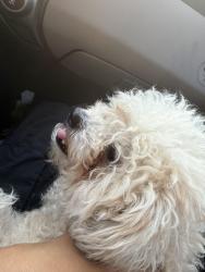 Reunited Female Dog last seen West shields and fruit, Fresno, CA 93705