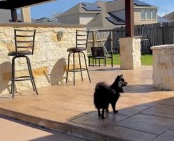 Lost Female Dog last seen Glade landing ln, Richmond, TX 77407