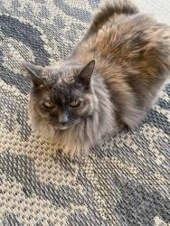 Lost Female Cat last seen East Ridge Village, Meridian, ID 83642