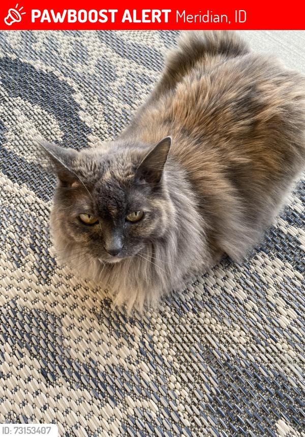 Lost Female Cat last seen East Ridge Village, Meridian, ID 83642