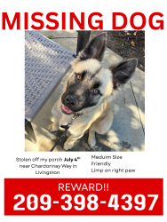 Lost Male Dog last seen Livingston, Livingston, CA 95334