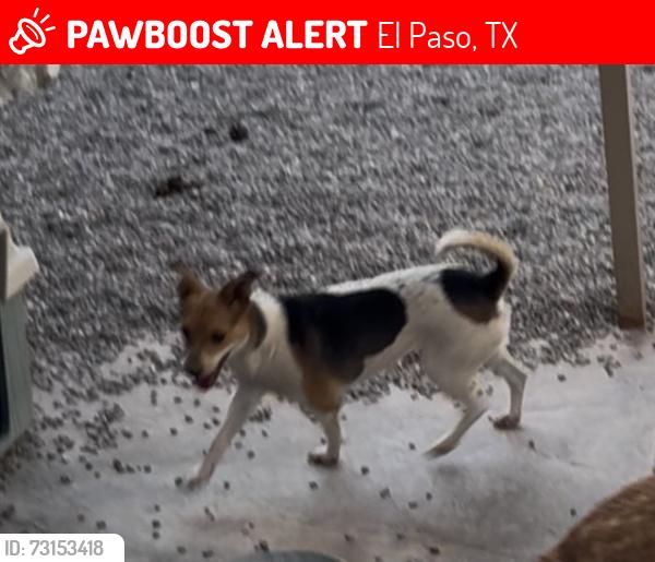 Lost Female Dog last seen Sundance Ave and Lee Blvd, El Paso, TX 79936