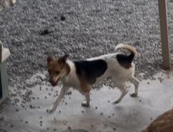 Lost Female Dog last seen Sundance Ave and Lee Blvd, El Paso, TX 79936