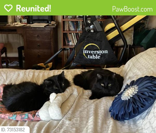 Reunited Male Cat last seen S 5th Ave and 20th st, Tucson, AZ 85701