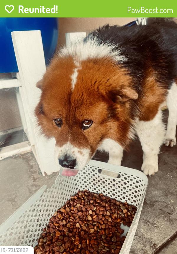 Reunited Male Dog last seen Camellia drive x alto san bernardino, San Bernardino, CA 92404